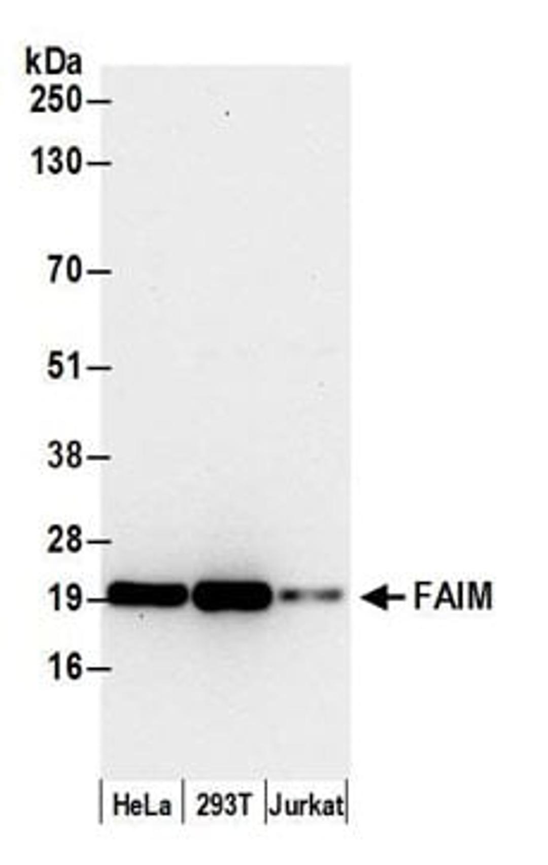 Detection of human FAIM by western blot.