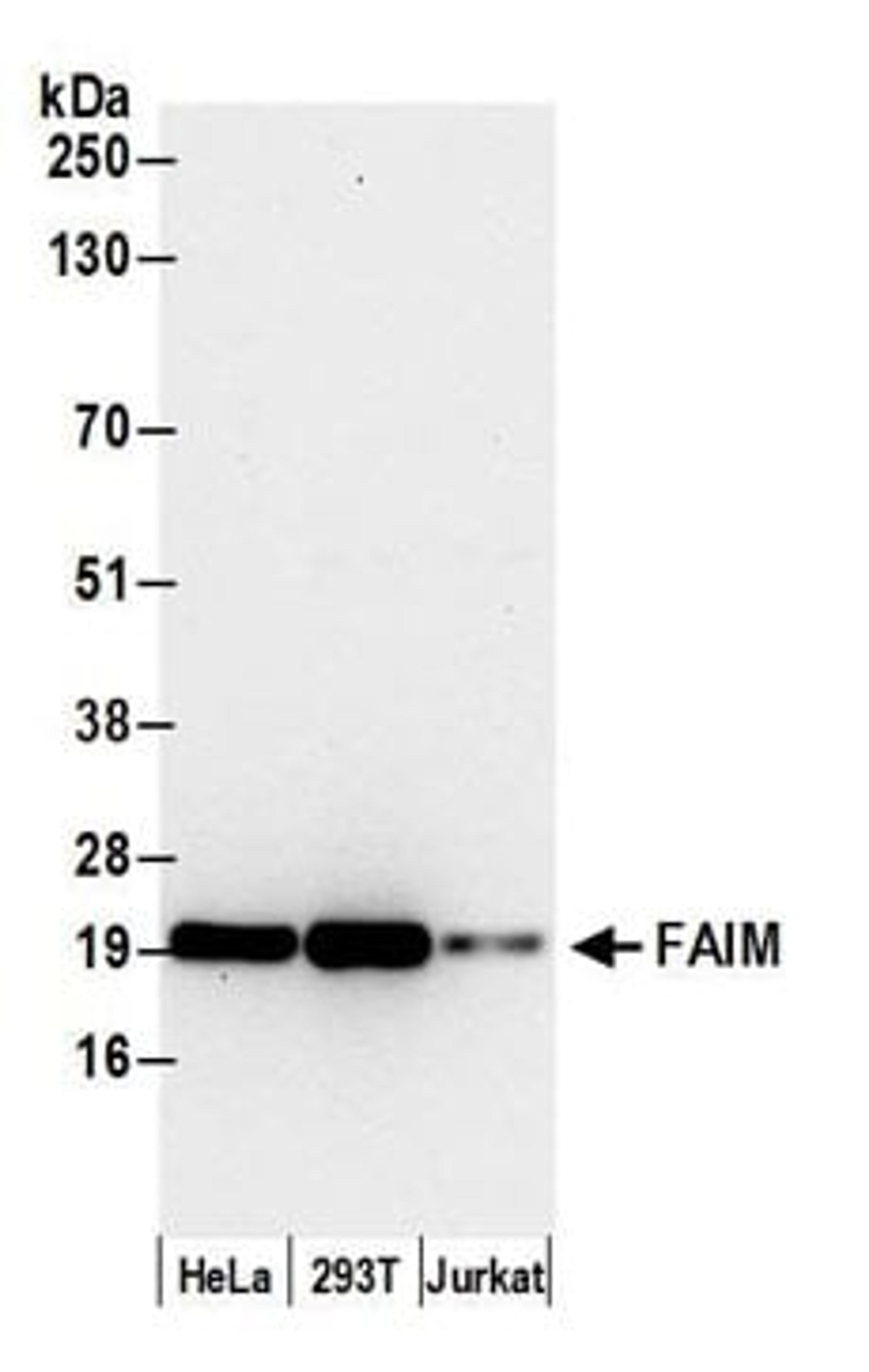 Detection of human FAIM by western blot.