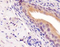 Immunohistochemistry: PICK1 Antibody [NBP1-42829] - Analysis of PICK1 on mouse bladder.