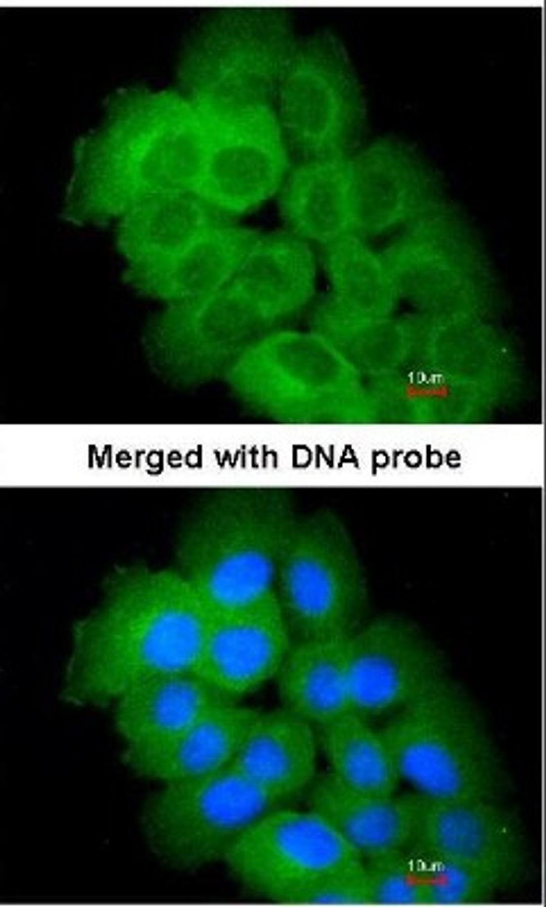 Immunocytochemistry/Immunofluorescence: STK32C Antibody [NBP1-33507] - Analysis of paraformaldehyde-fixed HeLa, using STK32C (NBP1-33507) antibody at 1:100 dilution.