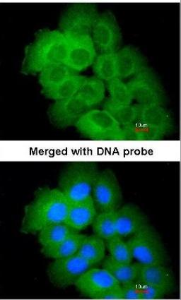 Immunocytochemistry/Immunofluorescence: STK32C Antibody [NBP1-33507] - Analysis of paraformaldehyde-fixed HeLa, using STK32C (NBP1-33507) antibody at 1:100 dilution.