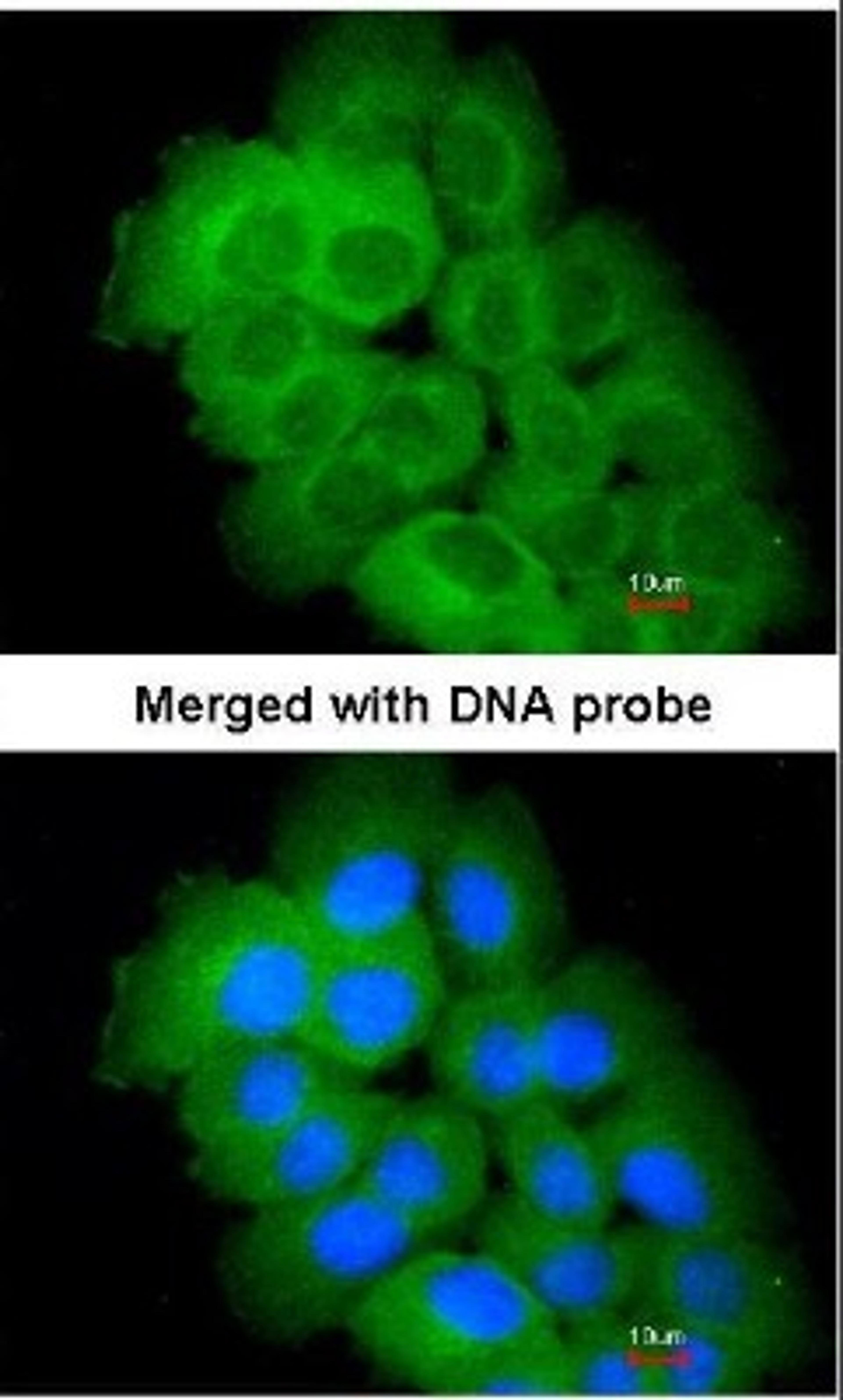 Immunocytochemistry/Immunofluorescence: STK32C Antibody [NBP1-33507] - Analysis of paraformaldehyde-fixed HeLa, using STK32C (NBP1-33507) antibody at 1:100 dilution.