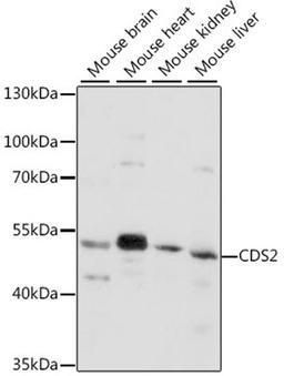 Western blot - CDS2 antibody (A16080)