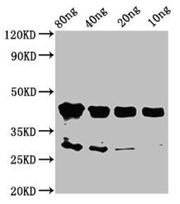 Western Blot. Positive WB detected in Recombinant protein. All lanes: olig2 antibody at 2µg/ml. Secondary. Goat polyclonal to rabbit IgG at 1/50000 dilution. Predicted band size: 44 kDa. Observed band size: 44 kDa