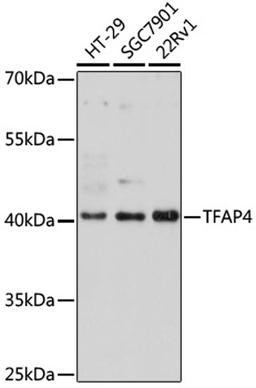 Western blot - TFAP4 antibody (A16727)