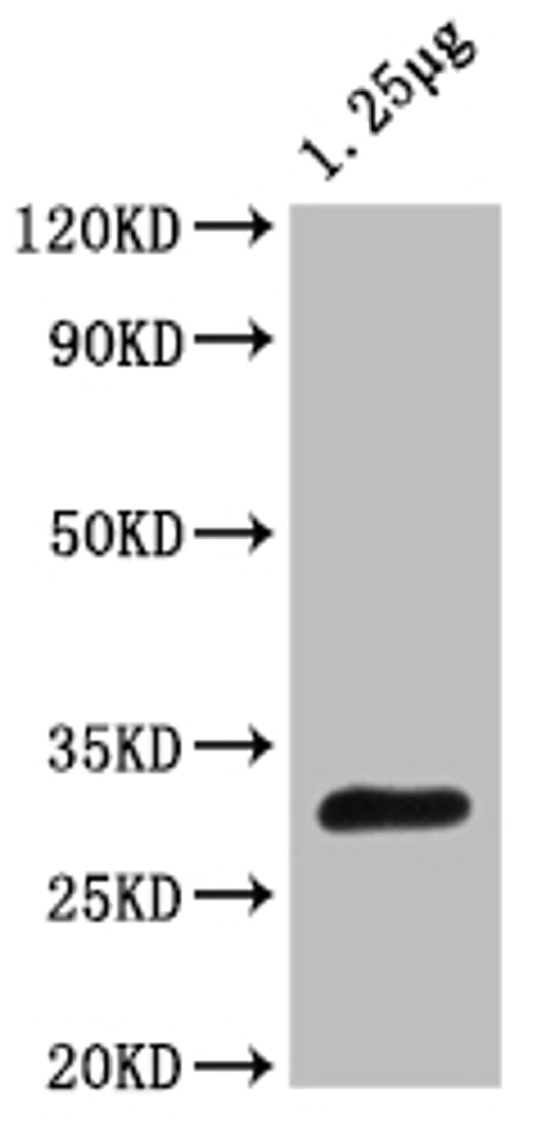 Western Blot. Positive WB detected in: Escherichia coli lysate. All lanes: OTSB antibody at 1:2000. Secondary. Goat polyclonal to rabbit IgG at 1/50000 dilution. Predicted band size: 30 kDa. Observed band size: 30 kDa.