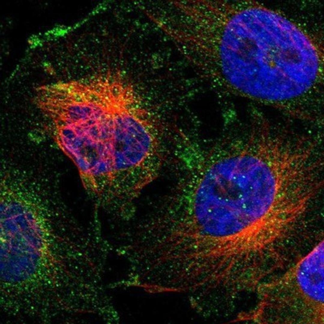 Immunocytochemistry/Immunofluorescence: DYNLT3 Antibody [NBP1-80698] - Staining of human cell line U-251MG shows positivity in plasma membrane & cytoplasm.