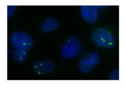 Antibody used in IF on subnuclear bodies.