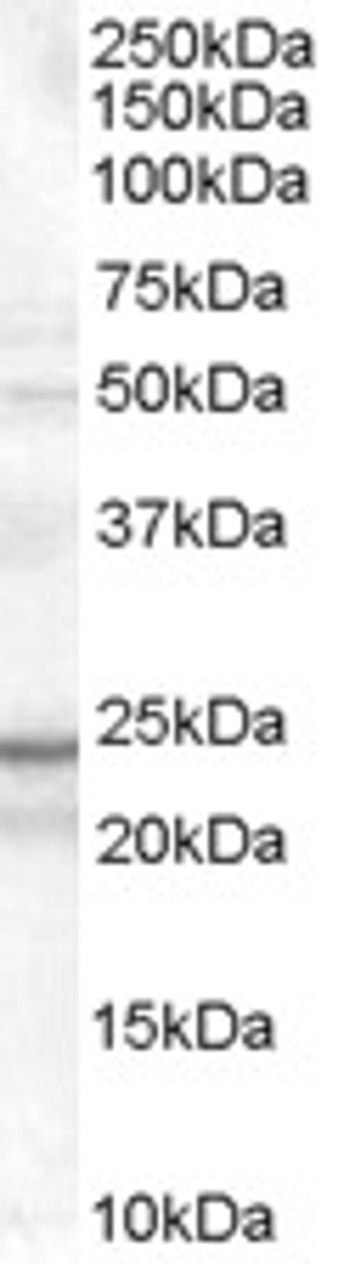 46-501 (0.1ug/ml) staining of K562 cell lysate (35ug protein in RIPA buffer). Primary incubation was 1 hour. Detected by chemiluminescence.