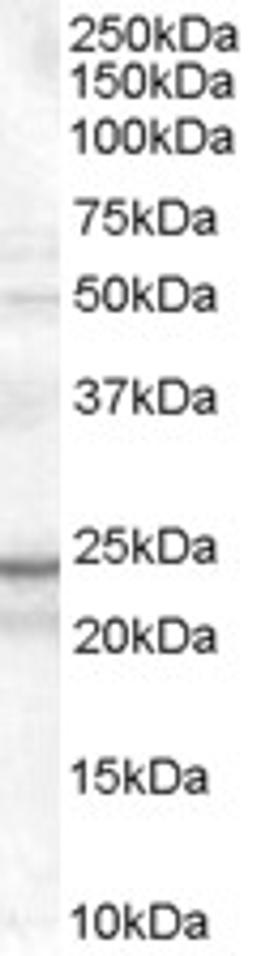 46-501 (0.1ug/ml) staining of K562 cell lysate (35ug protein in RIPA buffer). Primary incubation was 1 hour. Detected by chemiluminescence.