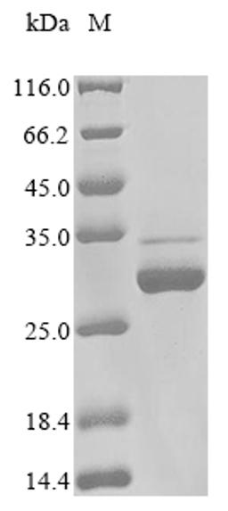 (Tris-Glycine gel) Discontinuous SDS-PAGE (reduced) with 5% enrichment gel and 15% separation gel.
