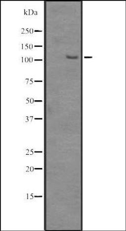 Western blot analysis of HEK293 cells using SRRM1 antibody