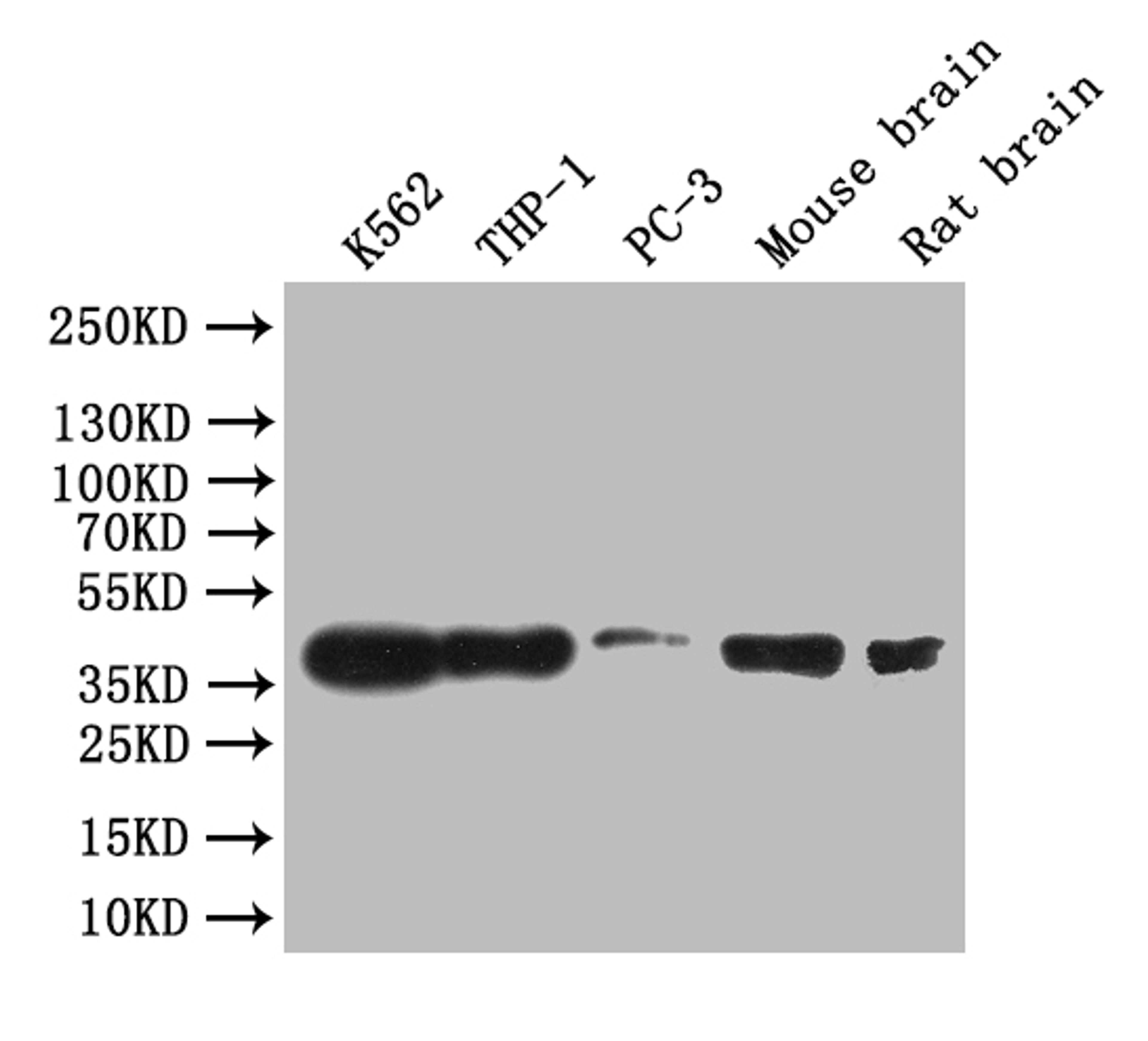 Western Blot. Positive WB detected in: K562 whole cell lysate, THP-1 whole cell lysate, Mouse brain tissue lysate, Rat brain tissue lysate,. All lanes: CREB antibody at 1:1000. Secondary. Goat polyclonal to rabbit IgG at 1/50000 dilution. Predicted band size: 36 kDa. Observed band size: 36 kDa.