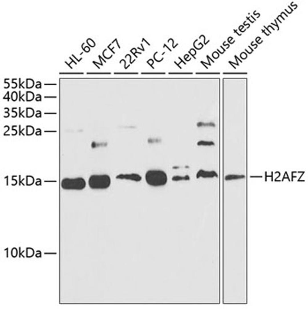 Western blot - Histone H2A.Z antibody (A12442)