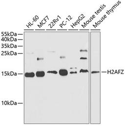 Western blot - Histone H2A.Z antibody (A12442)