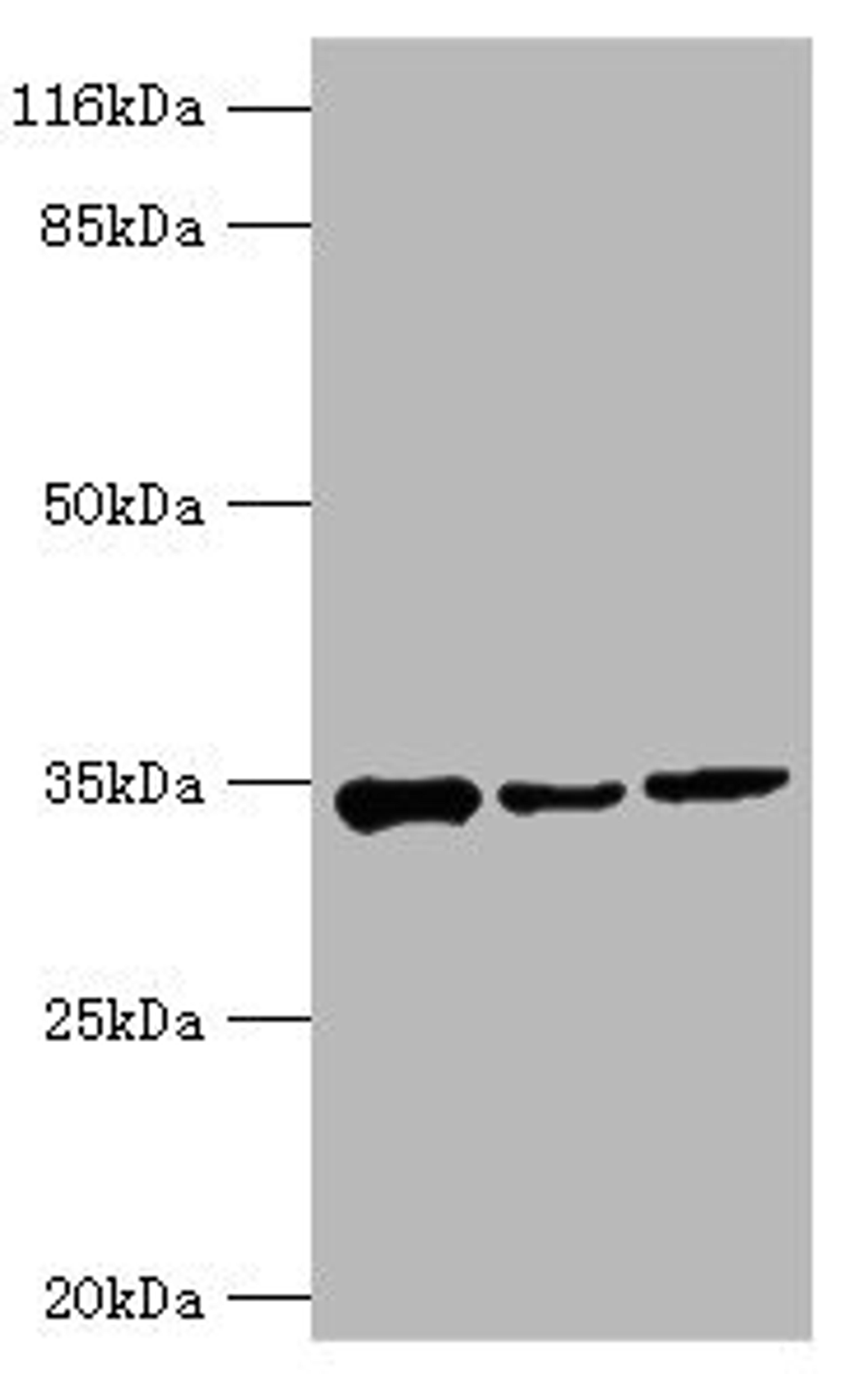 Western blot. All lanes: AQP4 antibody at 2µg/ml. Lane 1: Mouse heart tissue. Lane 2: Mouse brain tissue. Lane 3: Mouse kidney tissue. Secondary. Goat polyclonal to rabbit IgG at 1/10000 dilution. Predicted band size: 35, 33 kDa. Observed band size: 35 kDa