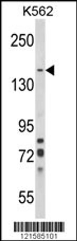 Western blot analysis of SORCS1 Antibody in K562 cell line lysates (35ug/lane)