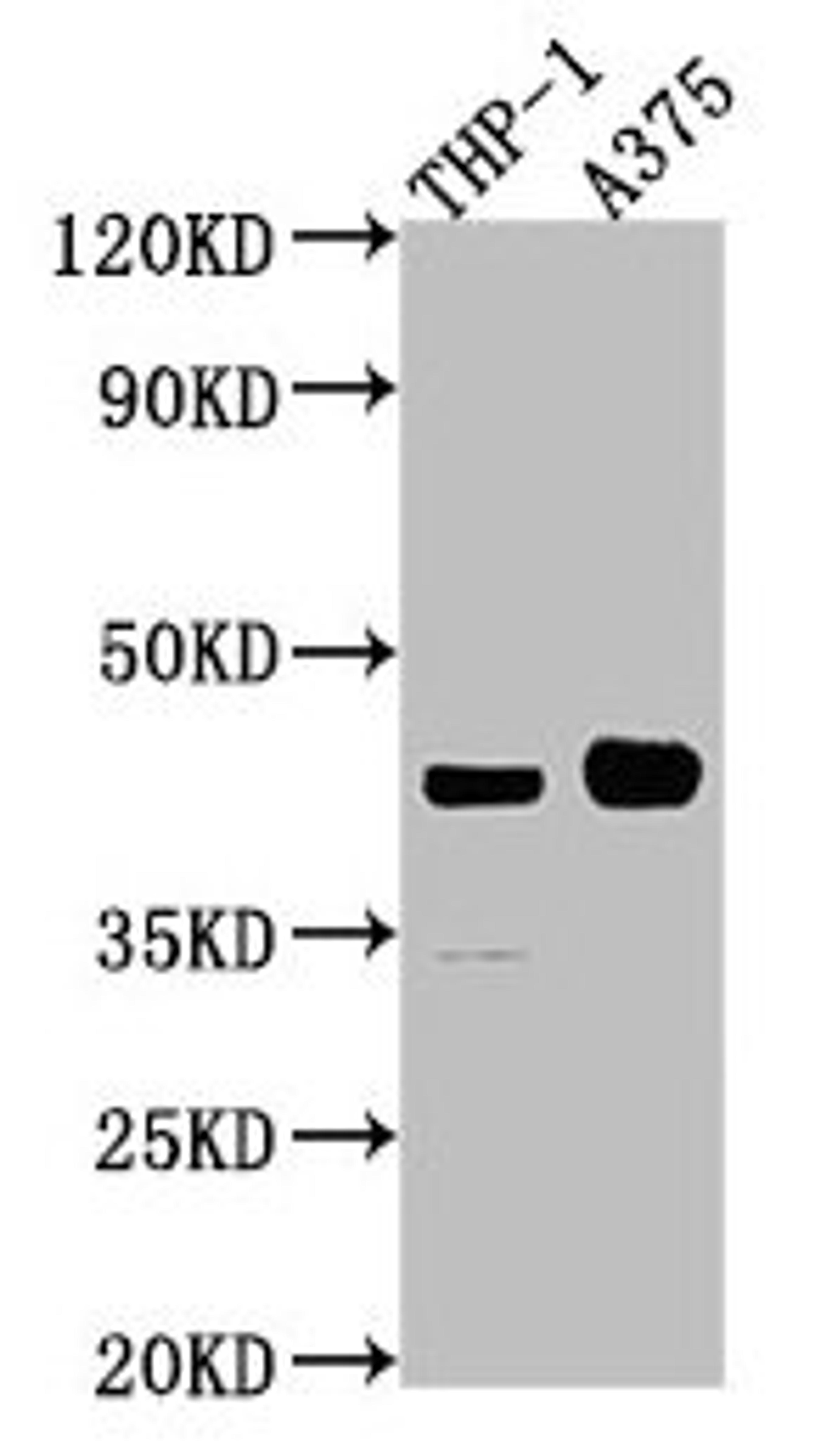 Western Blot. Positive WB detected in: THP-1 whole cell lysate, A375 whole cell lysate. All lanes: LRPAP1 antibody at 1:2000. Secondary. Goat polyclonal to rabbit IgG at 1/50000 dilution. Predicted band size: 42 kDa. Observed band size: 42 kDa. 