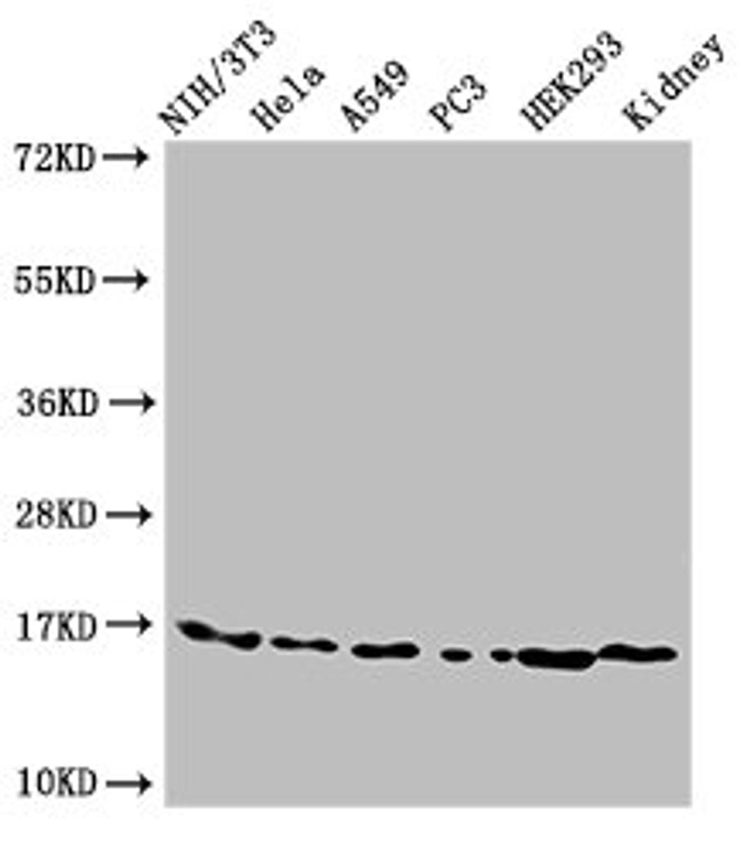 Western Blot. Positive WB detected in: NIH/3T3 cell acid extracts, Hela cell acid extracts, A549 cell acid extracts, PC-3 cell acid extracts, HEK293 cell acid extracts, Mouse kidney tissue. All lanes: HIST1H3A antibody at 3µg/ml. Secondary. Goat polyclonal to rabbit IgG at 1/50000 dilution. Predicted band size: 16 kDa. Observed band size: 16 kDa