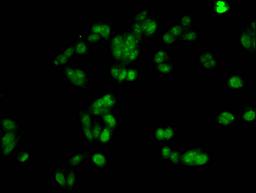 Immunofluorescent analysis of HepG2 cells using CSB-PA010376PA21nacHU at dilution of 1:100 and Alexa Fluor 488-congugated AffiniPure Goat Anti-Rabbit IgG(H+L)