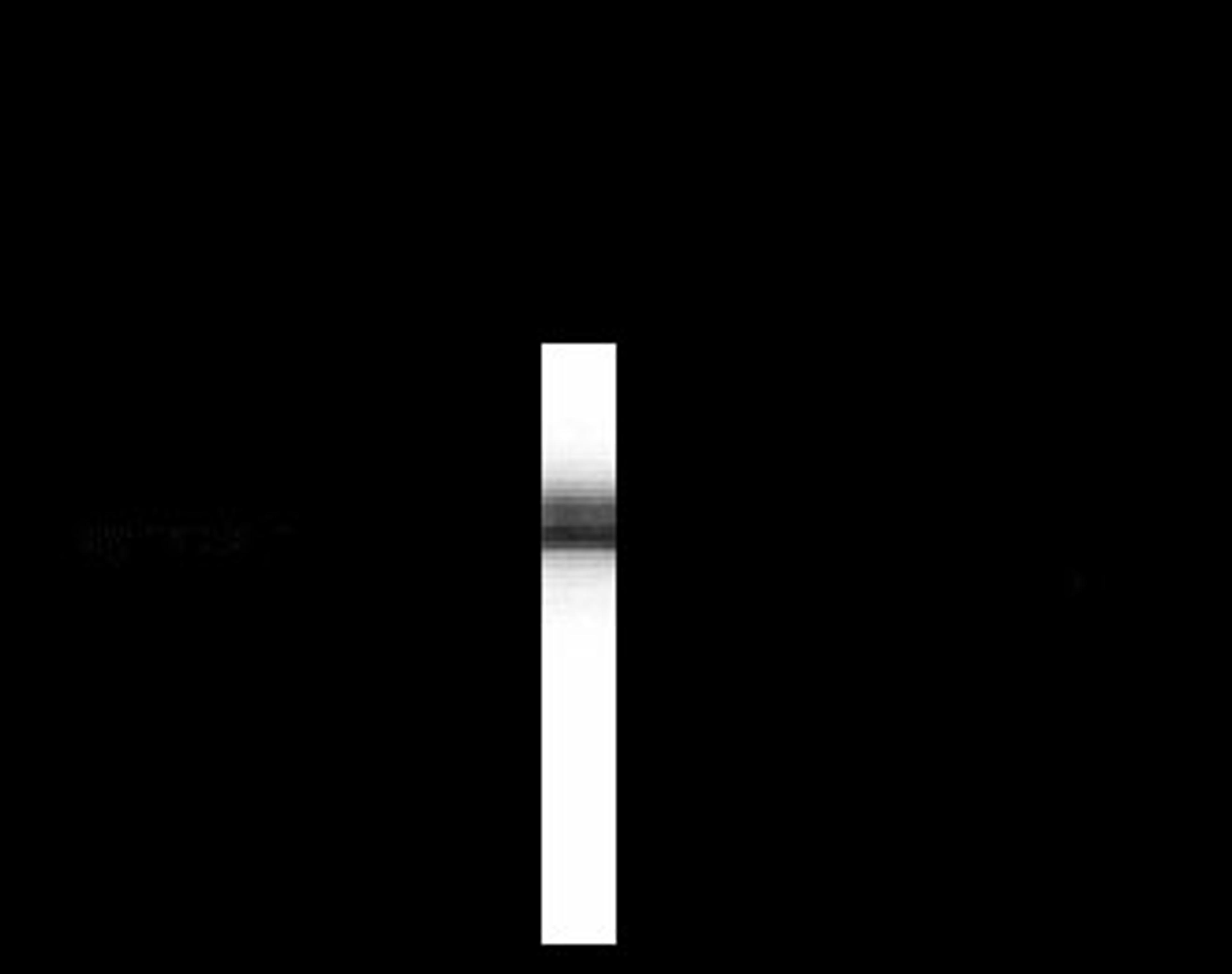 Synapsin I Antibody