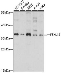 Western blot - FBXL12 antibody (A14589)