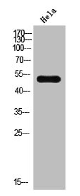 Western Blot analysis of Hela cells using PTEN Polyclonal Antibody