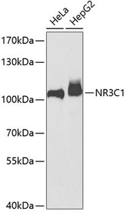 Western blot - NR3C1 antibody (A13667)