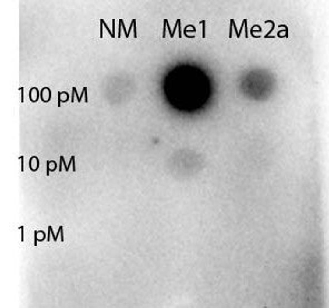 Dot Blot analysis of monomethylated and asymmetric dimethylated forms of the immunizing peptide using STAT5 R31-Me1 antibody