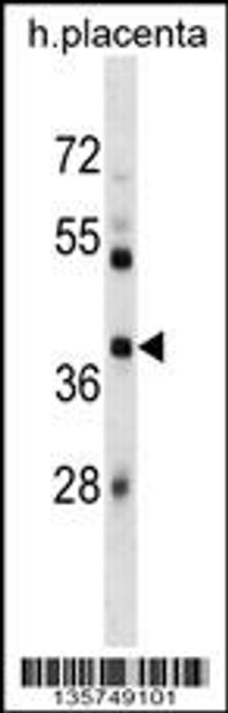 Western blot analysis in human placenta tissue lysates (35ug/lane).