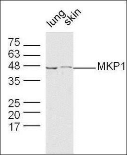 Western blot analysis of mouse Brain lysates (Lane 3) using MKP1 antibody.