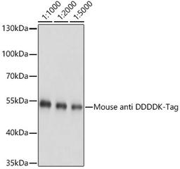 Western blot - Mouse anti DDDDK-Tag antibody (AE005)