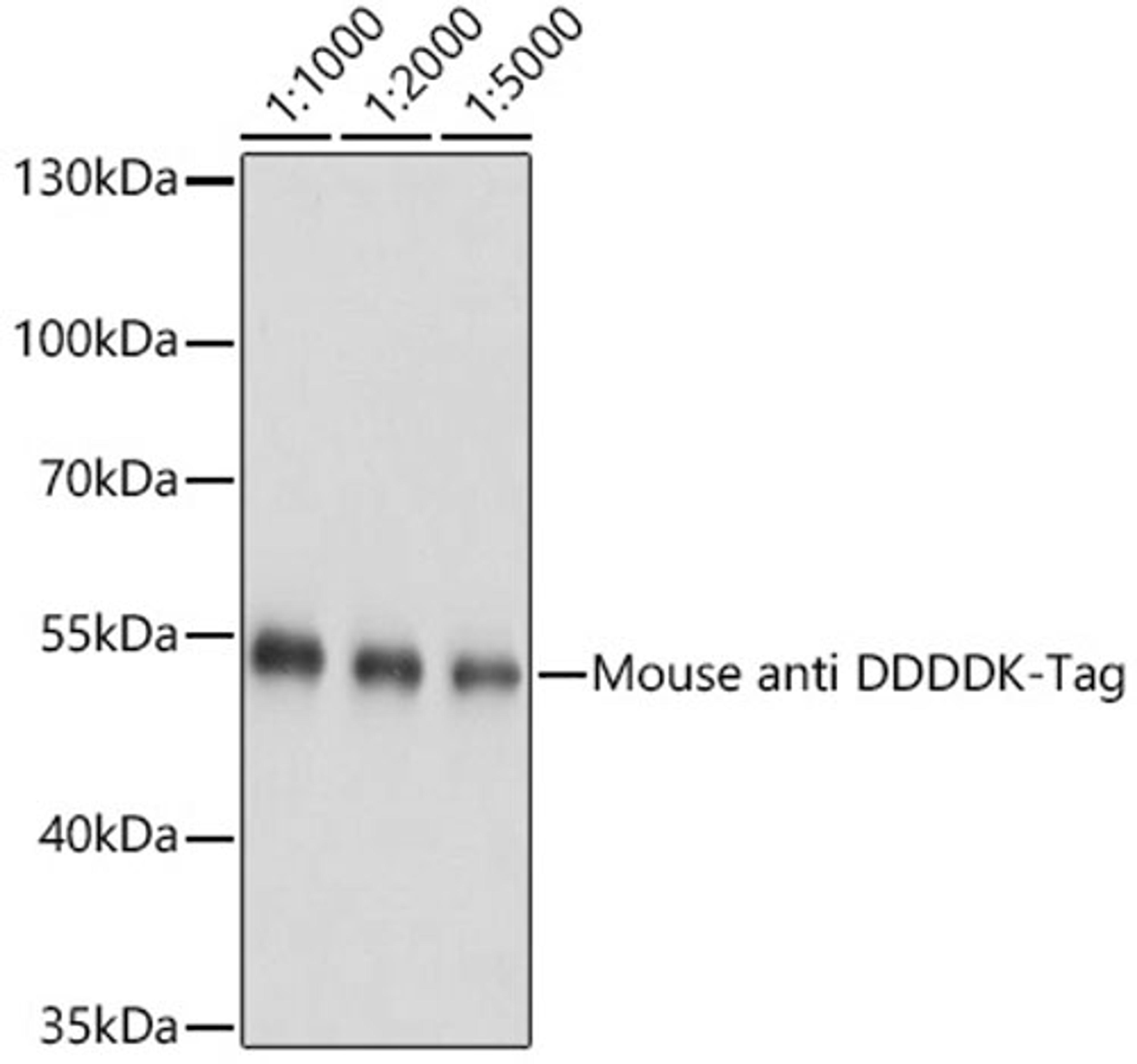 Western blot - Mouse anti DDDDK-Tag antibody (AE005)