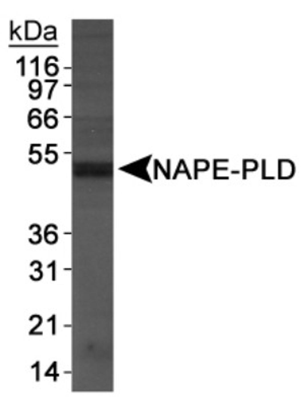 Western Blot: NAPE-PLD Antibody [NB110-80070] - Detection of NAPE-PLD antibody in DU145 cell extracts.