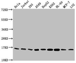 Western Blot. Positive WB detected in: Hela whole cell lysate, Jurkat whole cell lysate, 293 whole cell lysate, A549 whole cell lysate, HepG2 whole cell lysate, K562 whole cell lysate, HL60 whole cell lysate, MCF-7 whole cell lysate, LO2 whole cell lysate. All lanes: HIST1H3A antibody at 1:2000. Secondary. Goat polyclonal to rabbit IgG at 1/40000 dilution. Predicted band size: 16 kDa. Observed band size: 16 kDa