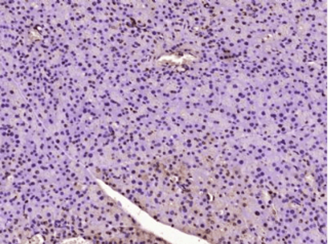 Immunohistochemical staining of Mouse pancreas using NUPR1 antibody