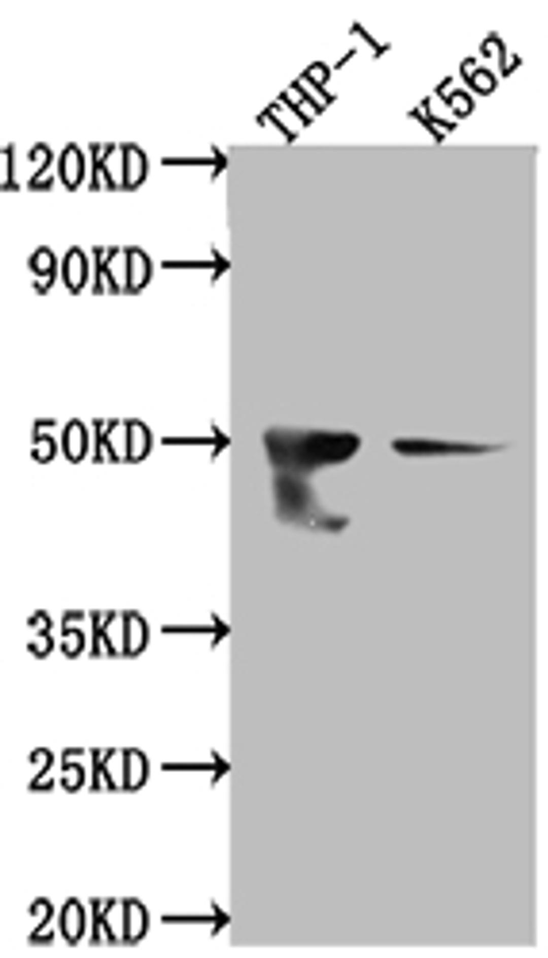 Western Blot. Positive WB detected in: THP-1 whole cell lysate, K562 whole cell lysate. All lanes: FDFT1 antibody at 1:1000. Secondary. Goat polyclonal to rabbit IgG at 1/50000 dilution. Predicted band size: 49, 41, 39, 36, 44 kDa. Observed band size: 50 kDa. 