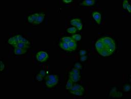 Immunofluorescent analysis of HepG2 cells using CSB-PA09429A0Rb at dilution of 1:100 and Alexa Fluor 488-congugated AffiniPure Goat Anti-Rabbit IgG(H+L)