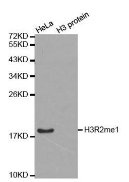 Western blot analysis of extracts of HeLa cell line and H3 protein expressed in E.coli using HIST3H3 antibody