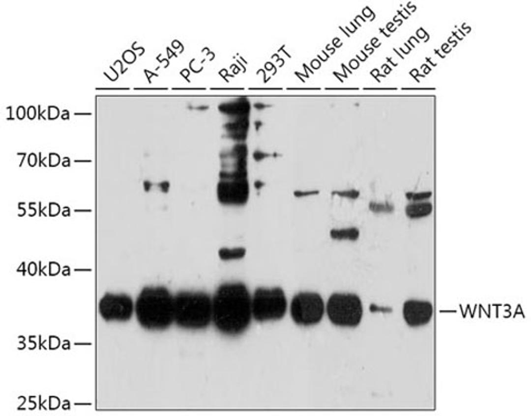 Western blot - WNT3A antibody (A0642)