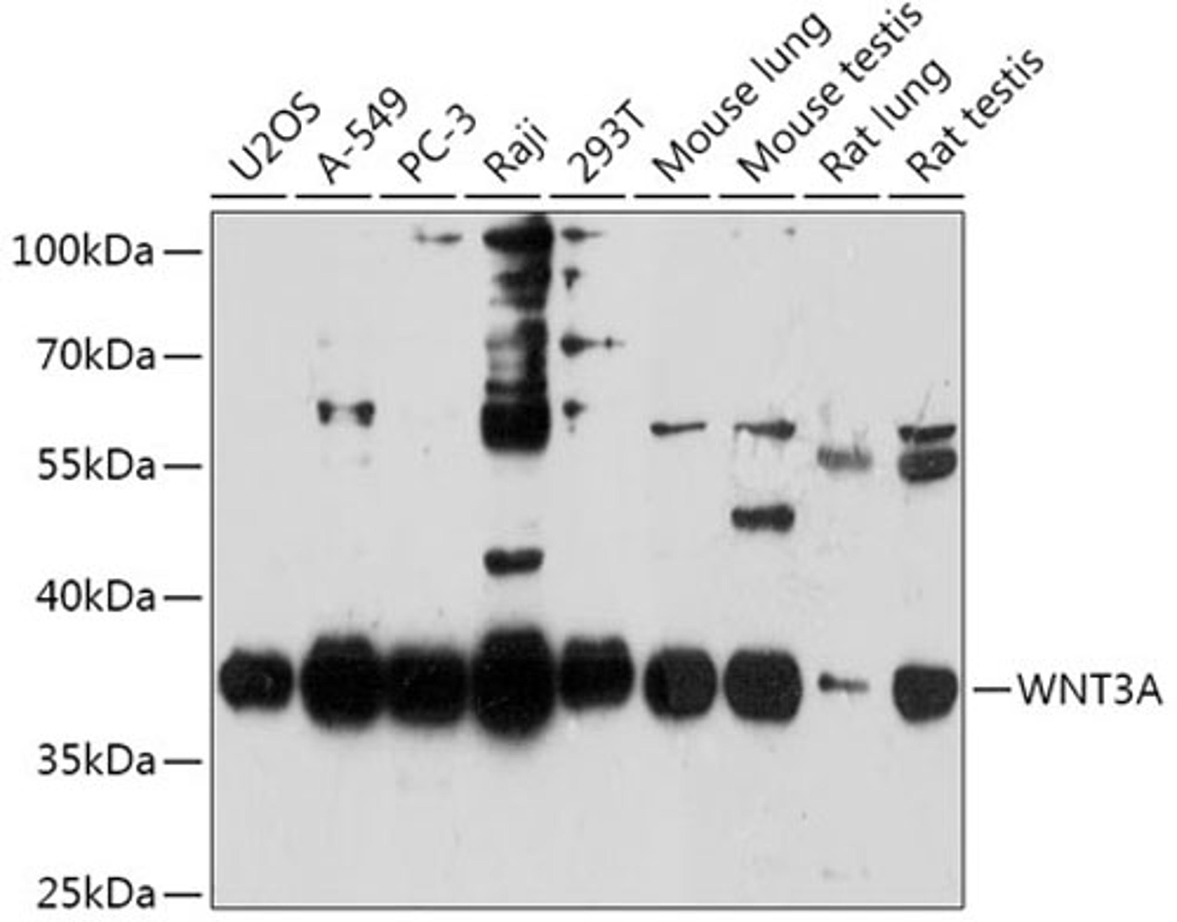 Western blot - WNT3A antibody (A0642)