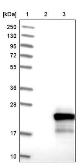 Western Blot: TPPP2 Antibody [NBP1-88430] - Lane 1: Marker [kDa] 250, 130, 95, 72, 55, 36, 28, 17, 10<br/>Lane 2: Negative control (vector only transfected HEK293T lysate)<br/>Lane 3: Over-expression lysate (Co-expressed with a C-terminal myc-DDK tag (~3.1 kDa) in mammalian HEK293T cells, LY406282)