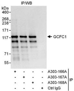 Detection of human GCFC1 by western blot of immunoprecipitates.