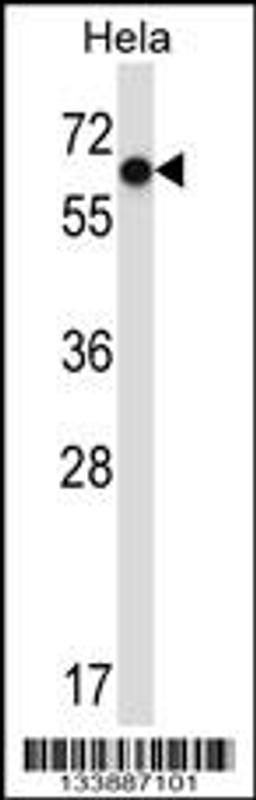 Western blot analysis in Hela cell line lysates (35ug/lane).