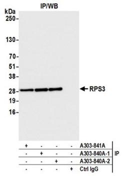 Detection of human RPS3 by western blot of immunoprecipitates.