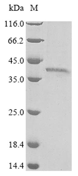 (Tris-Glycine gel) Discontinuous SDS-PAGE (reduced) with 5% enrichment gel and 15% separation gel.