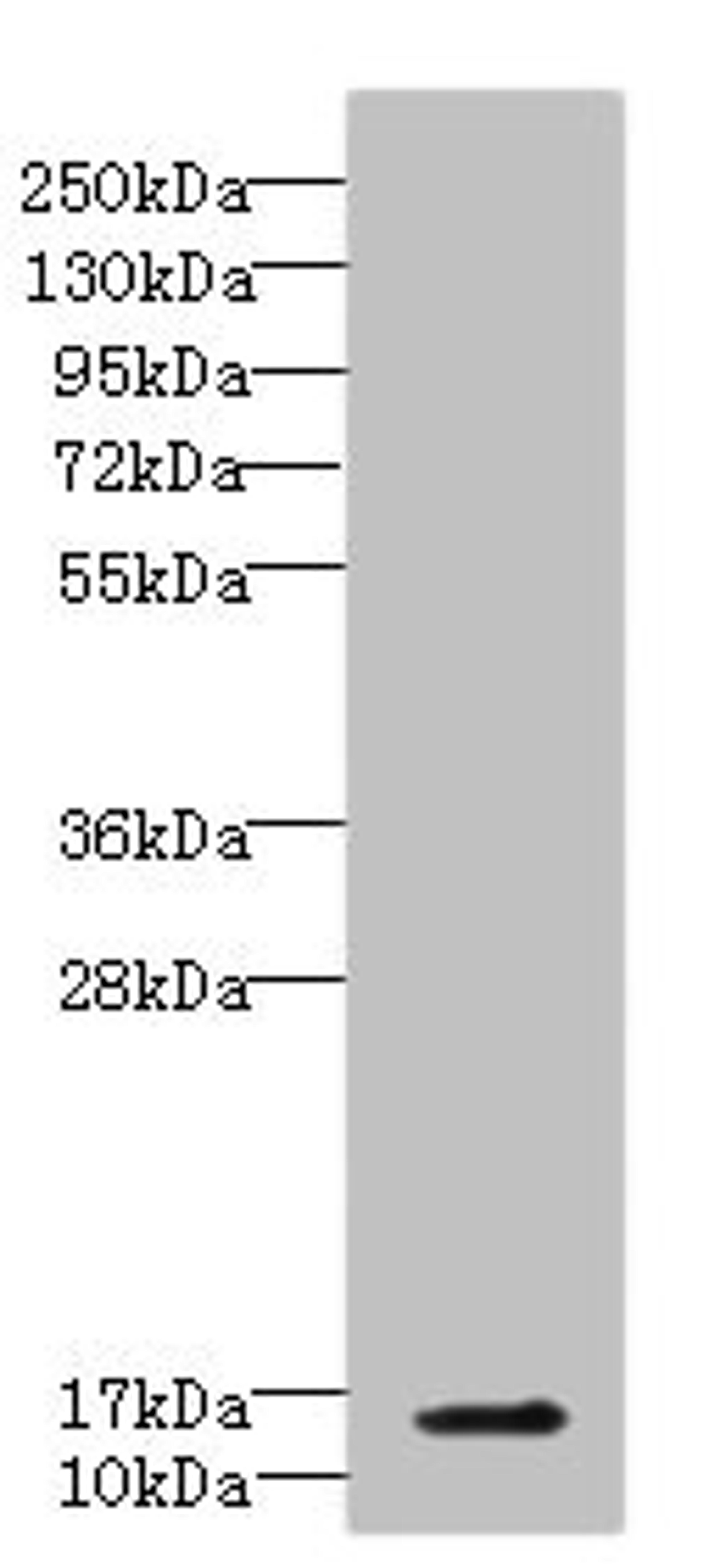 Western blot. All lanes: CBY1 antibody IgG at 5.3ug/ml + Mouse lung tissue. Secondary. Goat polyclonal to rabbit IgG at 1/10000 dilution. Predicted band size: 14 kDa. Observed band size: 14 kDa. 