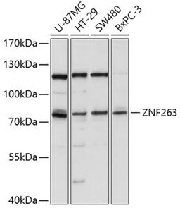 Western blot - ZNF263 antibody (A16477)