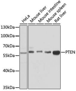 Western blot - PTEN antibody (A11193)