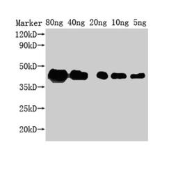 Western Blot. Positive WB detected in Recombinant protein. All lanes: ZIP1 antibody at 1:2000. Secondary. Goat polyclonal to rabbit IgG at 1/50000 dilution. Predicted band size: 29 kDa. Observed band size: 43 kDa.